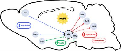 Converging circuits between pain and depression: the ventral tegmental area as a therapeutic hub